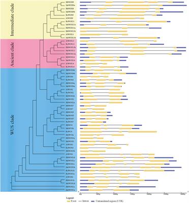 Frontiers Genome Wide Identification And Comparative Analysis Of WOX